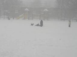 kids and dogs playing in the park