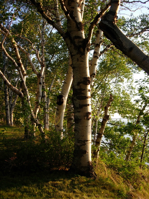 DSCN0780.JPG