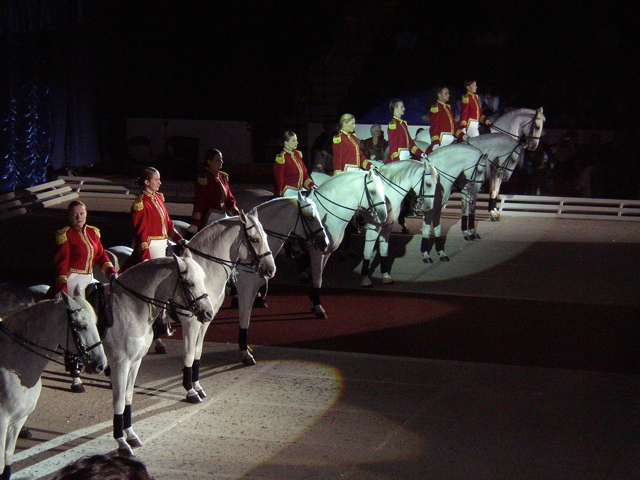 LIPPIZZANER STALLIONS