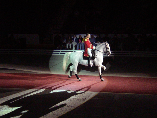 LIPPIZZANER STALLIONS