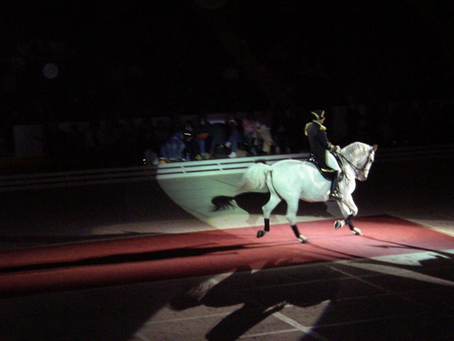 LIPPIZZANER STALLIONS