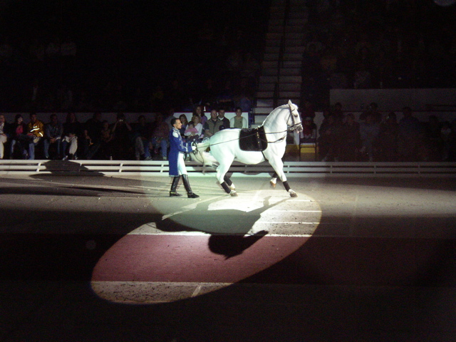 LIPPIZZANER STALLIONS