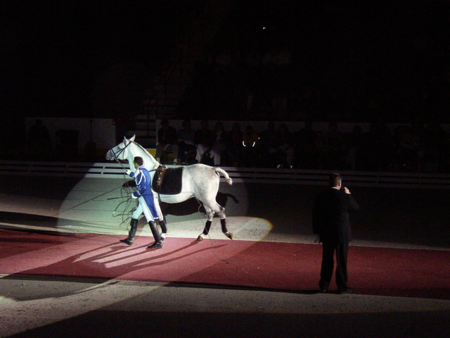 LIPPIZZANER STALLIONS