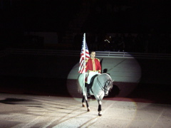 LIPPIZZANER STALLIONS