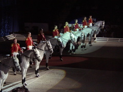 LIPPIZZANER STALLIONS
