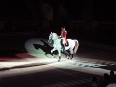 LIPPIZZANER STALLIONS