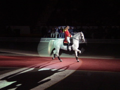 LIPPIZZANER STALLIONS