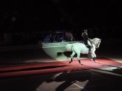 LIPPIZZANER STALLIONS