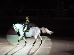 LIPPIZZANER STALLIONS