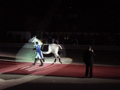 LIPPIZZANER STALLIONS